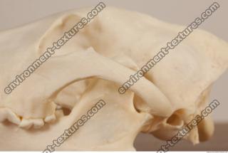 photo reference of skull 0028